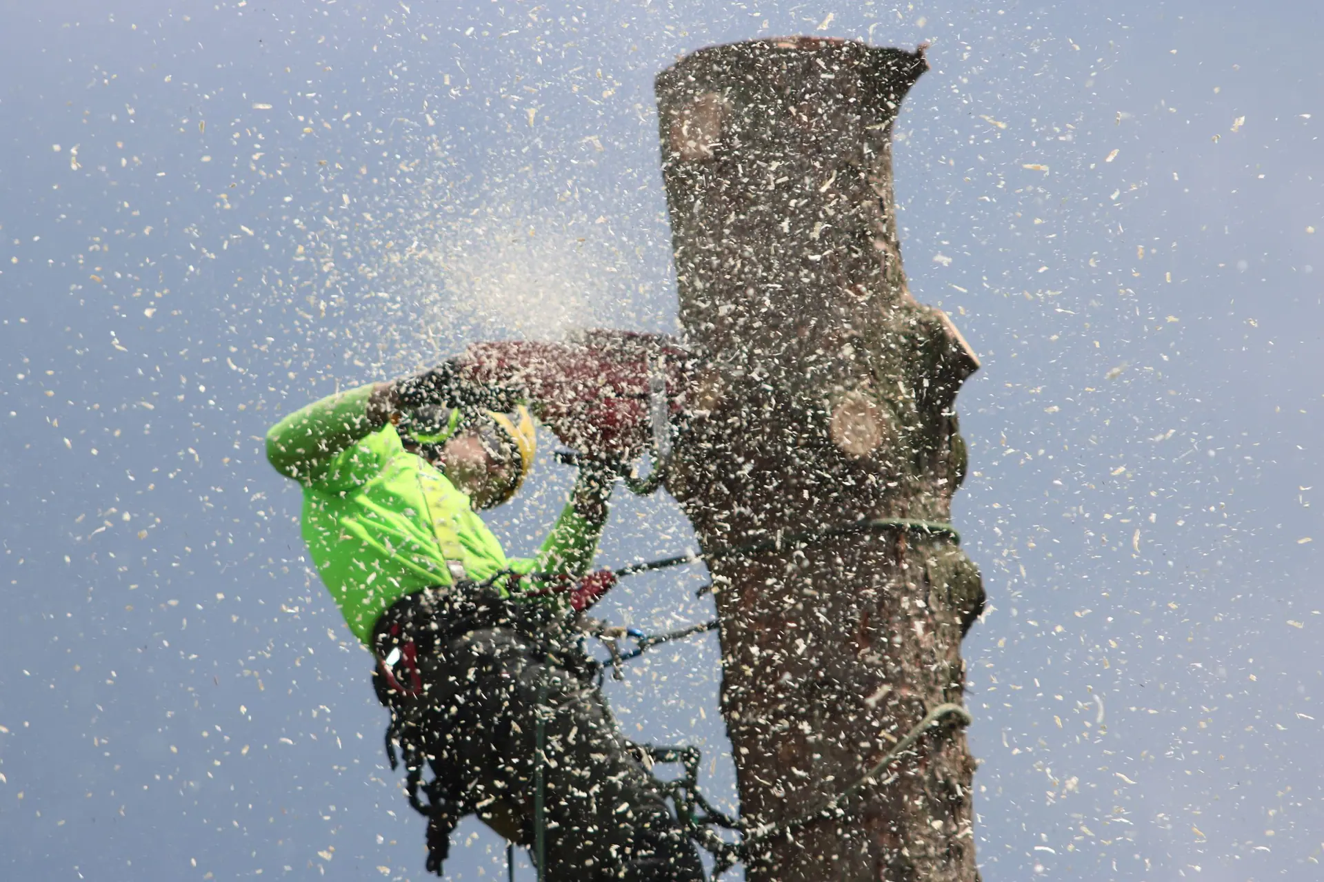 Élagueur-grimpeur encordé démontant un arbre à la tronçonneuse, sciure en suspension dans la lumière