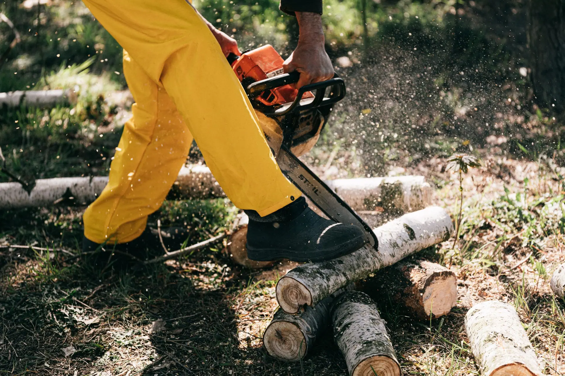 Débitage d’un tronc à la tronçonneuse, pantalon de protection et chaussures de sécurité, billons de bouleau au sol