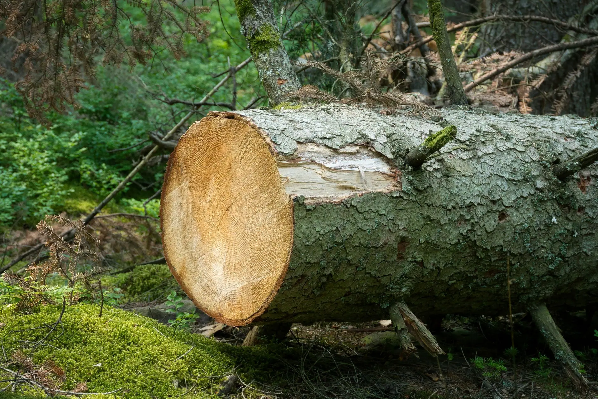Tronc d’arbre abattu et tronçonné en sous-bois, section fraîche visible sur un sol moussu
