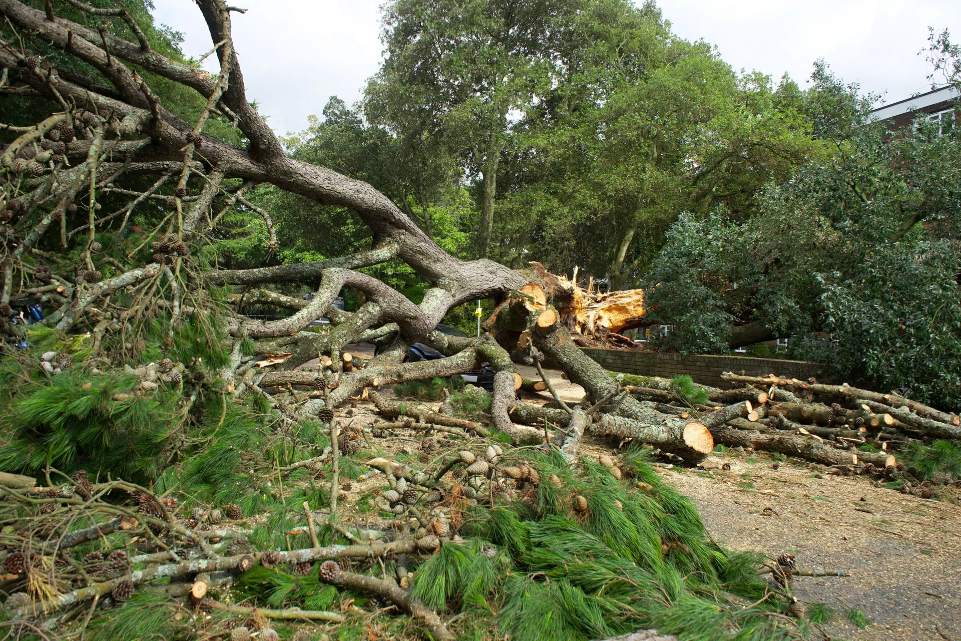 Grand arbre abattu, débité en sections sur un terrain arboré