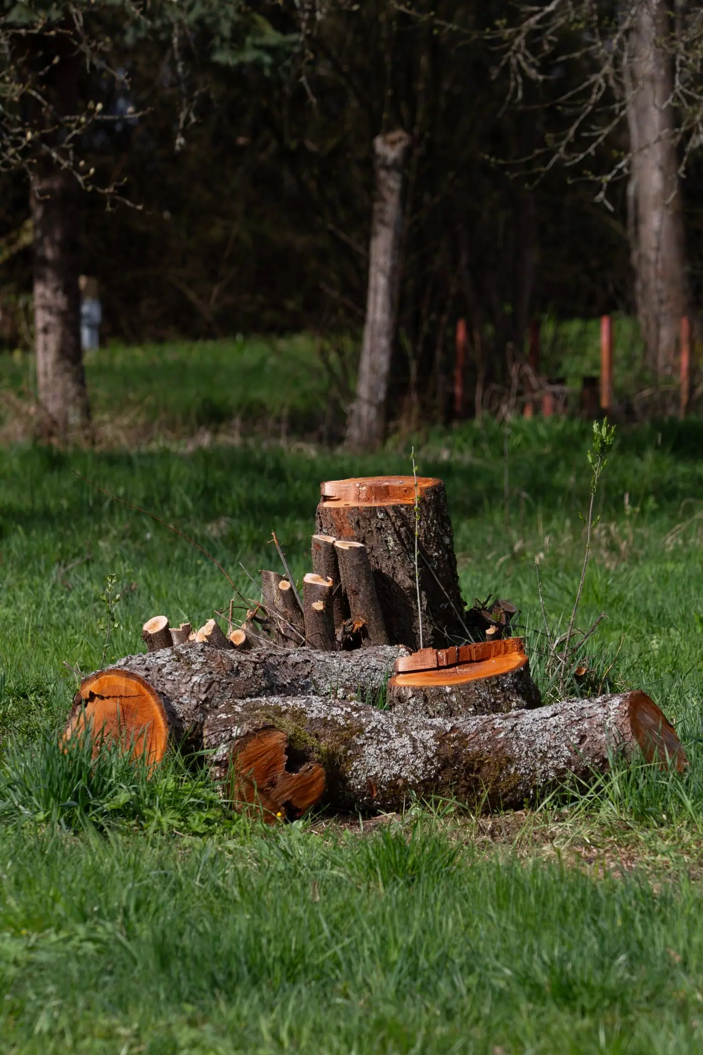 Souche et billons de bois déposés sur un terrain enherbé