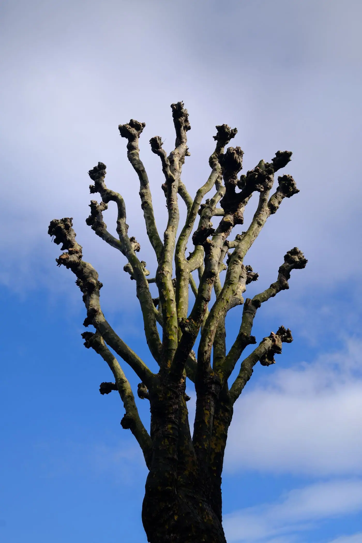 Arbre conduit en têtard, charpentière courte et rejets taillés, sur ciel dégagé