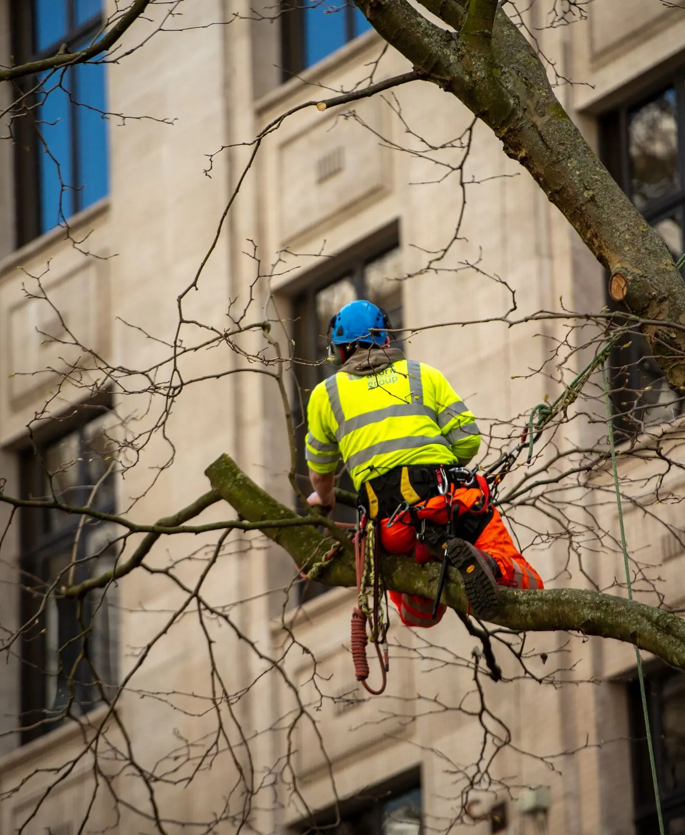 Élagueur-grimpeur suspendu à sa corde, taillant les branches d’un arbre au pied d’un bâtiment